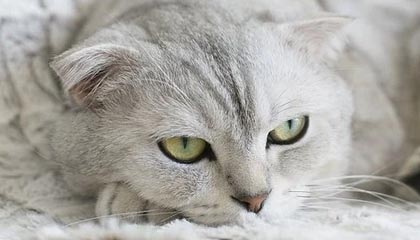 中国速滑队世界杯第三站仅获一铜 高亭宇未进前十