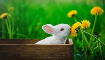 开云：在云端开启全新生产力的隐形翅膀